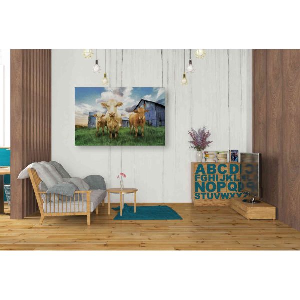 Three Curious Calves  by Bluebird Barn, Canvas Wall Art For Discount