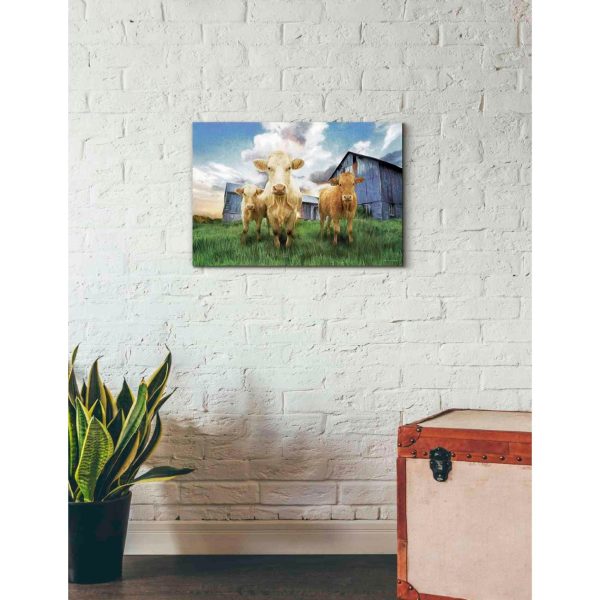 Three Curious Calves  by Bluebird Barn, Canvas Wall Art For Discount