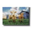 Three Curious Calves  by Bluebird Barn, Canvas Wall Art For Discount