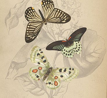 LUX779 - Butterfly Trio - 12x18 Cheap