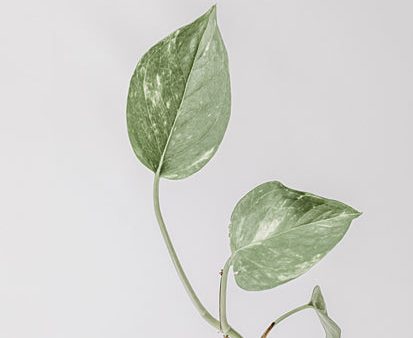 RIG162 - Boho Pothos - 12x16 For Cheap