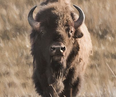 LD3118 - Yellowstone Bison - 12x16 For Cheap