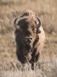 LD3118 - Yellowstone Bison - 12x16 For Cheap