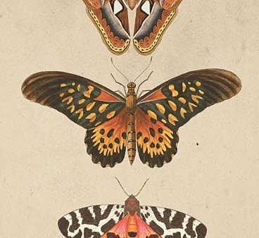 LUX778 - Butterfly and Moths - 12x18 Hot on Sale