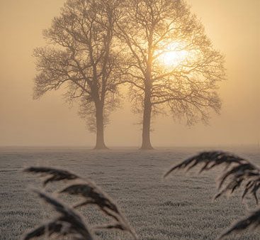 MPP890 - Frosted Sunrise II - 12x18 Online